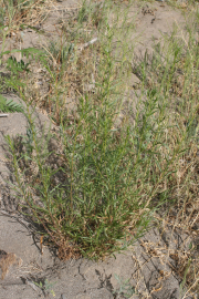 tarragon (Artemisia dracunculus )
